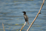 Pygmy Cormorant