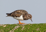 Turnstone - Arenaria interpres