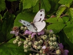 Small White