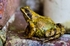 Garden Frog