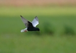 White-winged Black Tern