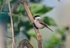 Marsh Tit