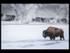 Bison in Yellowstone Park