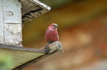Pine Grosbeak