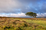 Moorland Tree