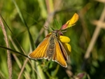 Small Skipper