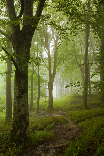 Dhoon Glen in the mist and rain. A definite summer 2012 shot
Get 20% off the normal price of this image when order…
