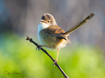 Red Wren Female 7