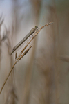 In the world of Damselflies