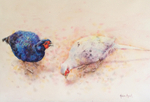 Fancy Pheasants