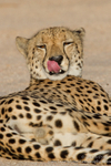 Cheetah portrait