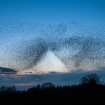 Starlings