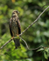 Snail Kite (immature) perched, Panama