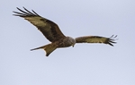 Red Kite
