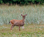 Black-tailed Deer