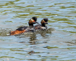 20140427-3K8A0566-2907