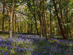 Blue Bells in Spring Woodland