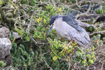 Black-crowned Night-Heron, Carcass Island, Falklands