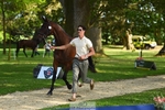 176-TENZ-Will_Rawlin-WEDTrotUp+DR portfolio