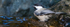 Black-capped Chickadee