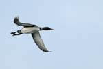 Common Loon in flight, Minnesota