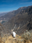 Colca Canyon 2