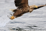 Sea Eagle lifts off with fish, close view - Flatanger, Norway