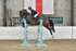 BPP_3976