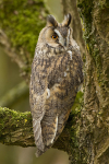 LONG EARED OWL / REF LEO REF 4