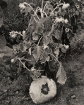 Sunflowers, 1987