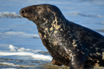 Atlantic Grey Seal