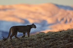 Puma Petaca sunlit hills background, Torres del Paine, Chile