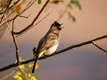 Bulbul Singing At Sunset