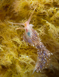 Facelina auriculata