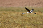 Chilean Flamingo (immature) flying over grass, Chile