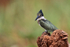 Green Kingfisher perched on stump, Pantanal, Brazil