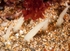 Ciocalypta penicillus