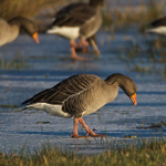 Greylag Goose walking gingerly on ice