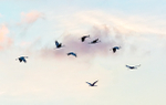Sandhill Cranes Flying At Dusk