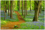 A Walk Through Portglenone Forest (IMG1137)