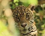 Jaguar looks down from tree, close view, Mato Grosso, Brazil
