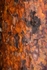 Scots pine bark near canopy 2