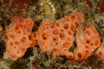 Phorbas fictitius
