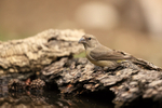 Red Crossbill (female) at drinking pool, Port del Comte, Spain