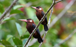 White heared jacamar