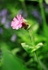 Pink Campion