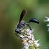 Isodontia mexicana (Grass-carrying Wasp)