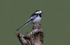 Pied Wagtail