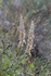 Digitalis lunara