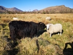 Friends having a moment Annie Cow and Sammy Sheep